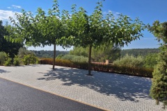 Parking-arbres-Gris